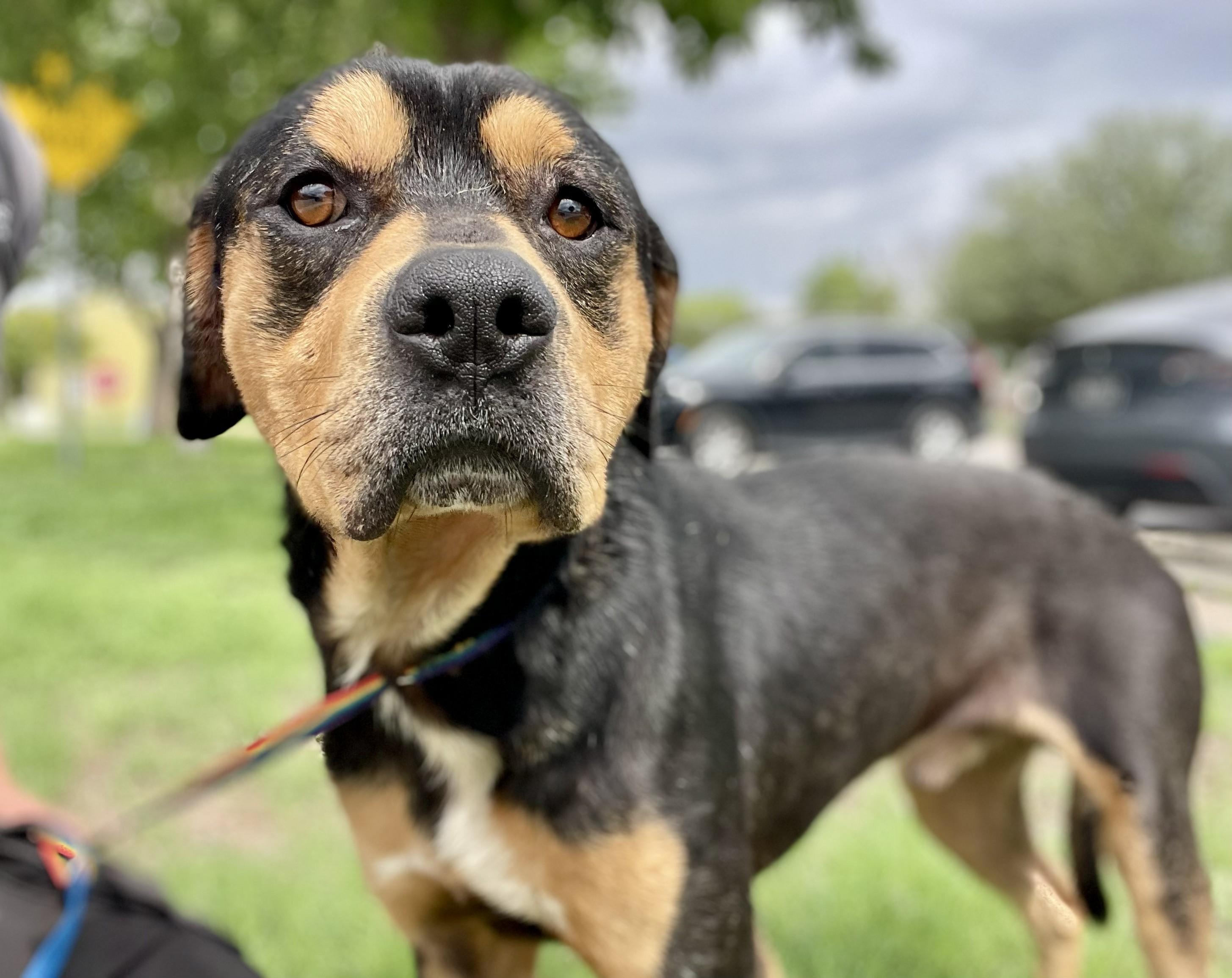 Enlarge Tyson, a ADOPTABLE mixed breed in Elgin, IL image 2/3