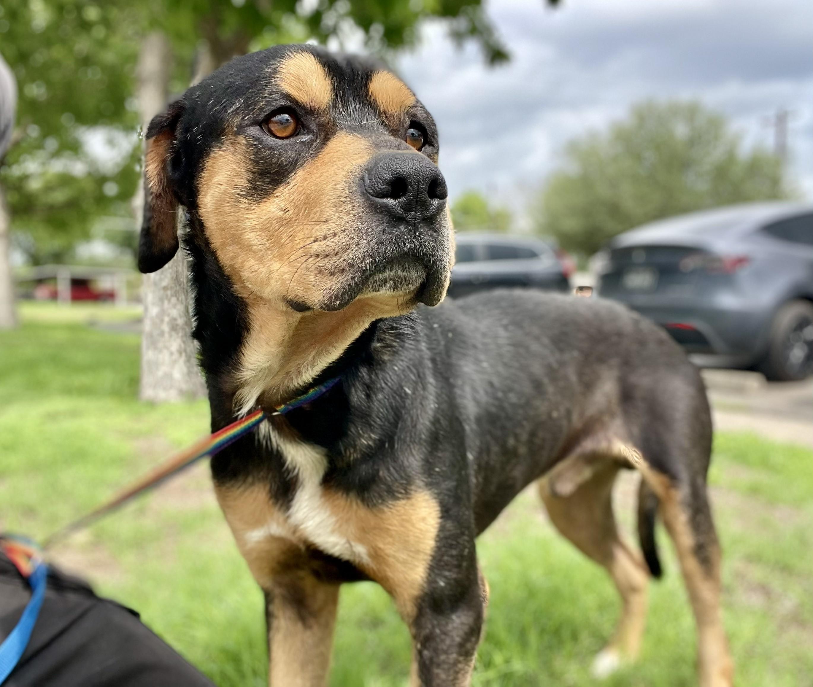 Tyson, ADOPTABLE, Adult Male Rottweiler.