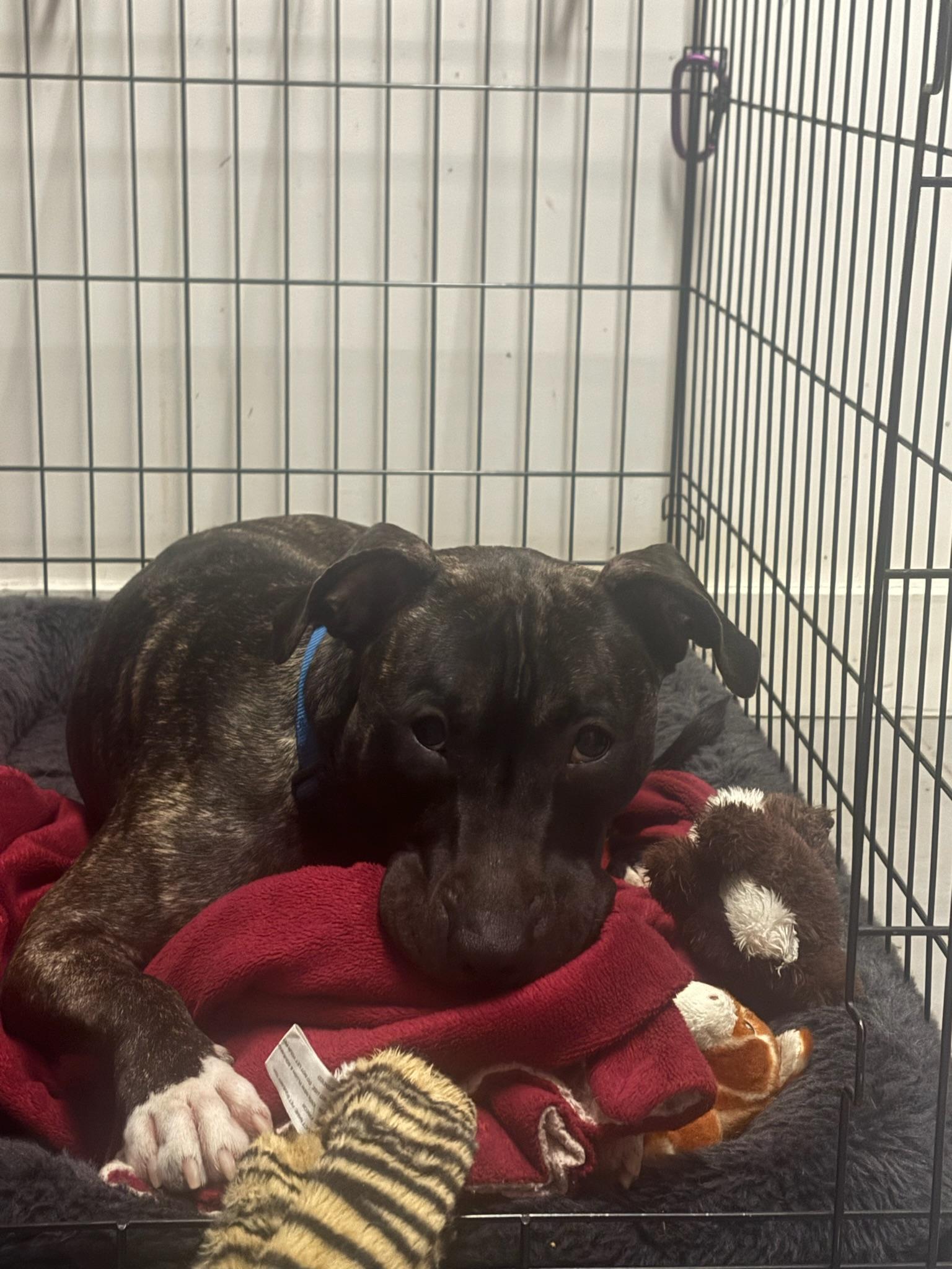 Enlarge Bun Bun, a Adoptable Mixed Breed in Providence, RI image 5/5