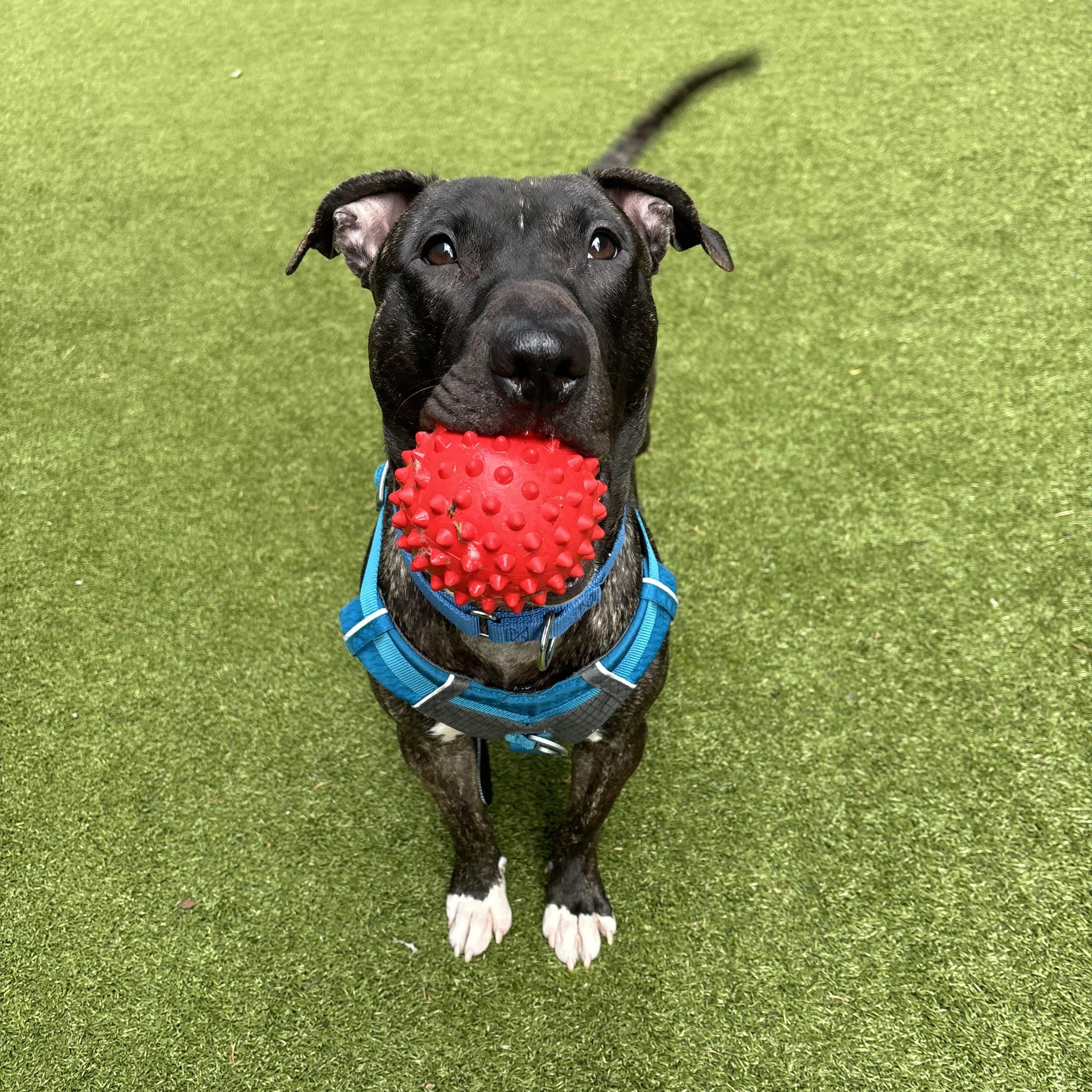 Bun Bun, Adoptable, Young Male Mixed Breed.