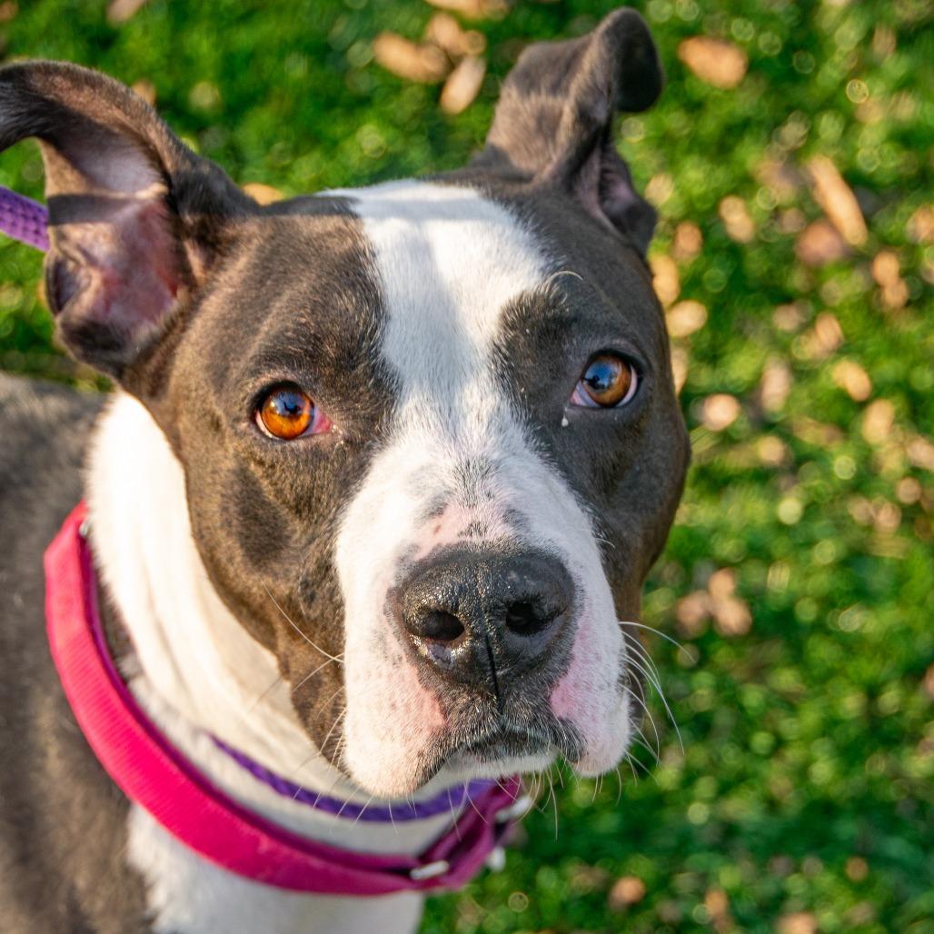 Enlarge Boise, a Adoptable Mixed Breed in Saint Charles, MO image 1/6