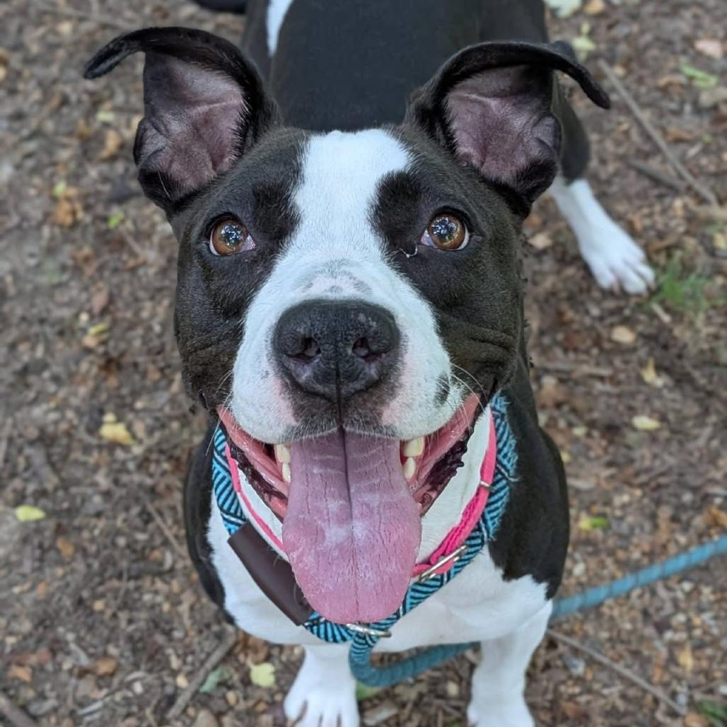 Boise, a Adoptable Mixed Breed in Saint Charles, MO image 2/6