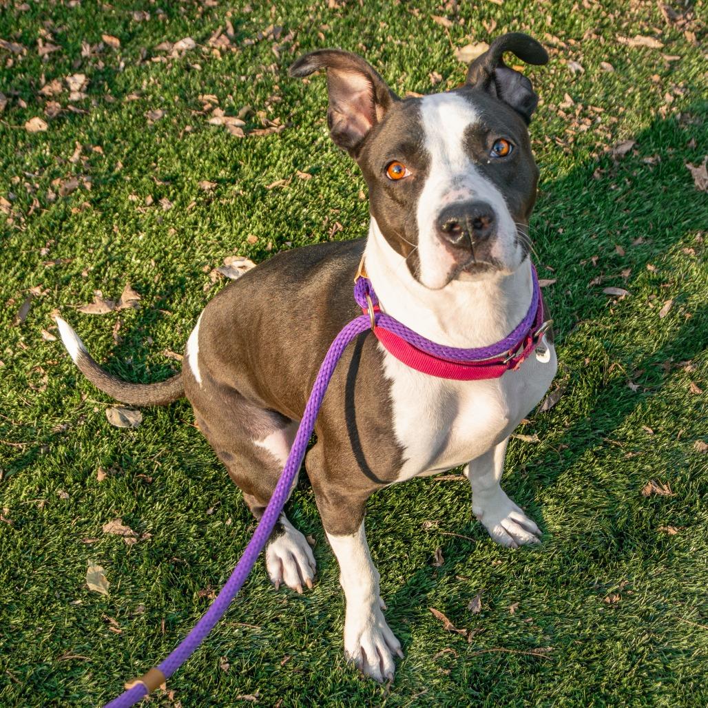 Boise, Adoptable, Adult Female Mixed Breed.