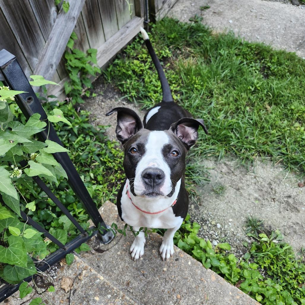 Enlarge Boise, a Adoptable Mixed Breed in Saint Charles, MO image 2/6