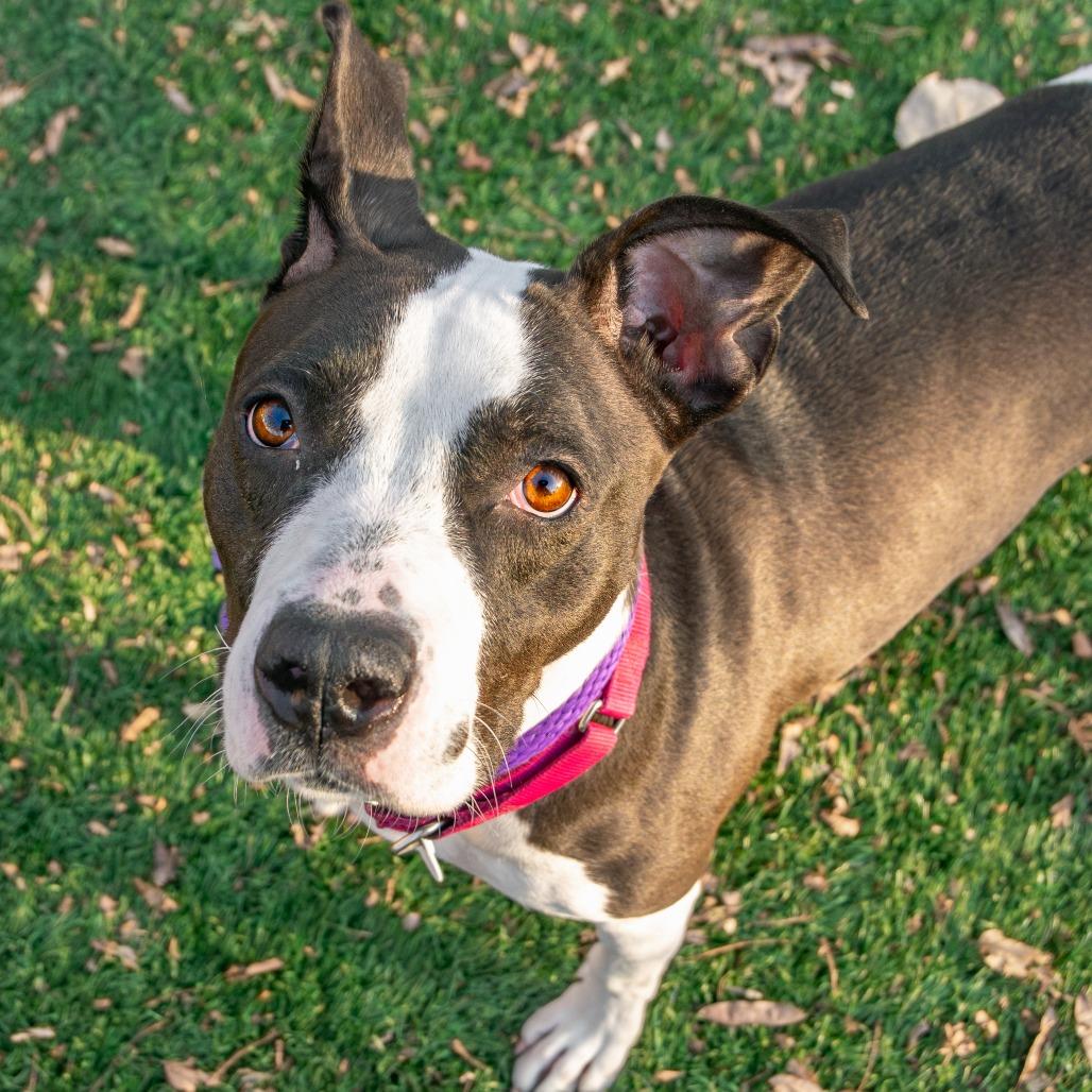 Enlarge Boise, a Adoptable Mixed Breed in Saint Charles, MO image 3/6