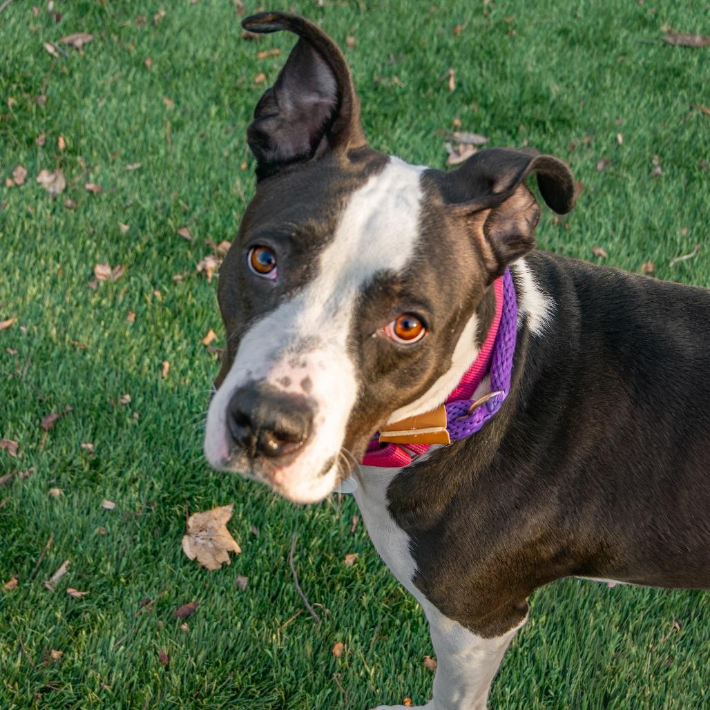 Enlarge Boise, a Adoptable Mixed Breed in Saint Charles, MO image 4/6