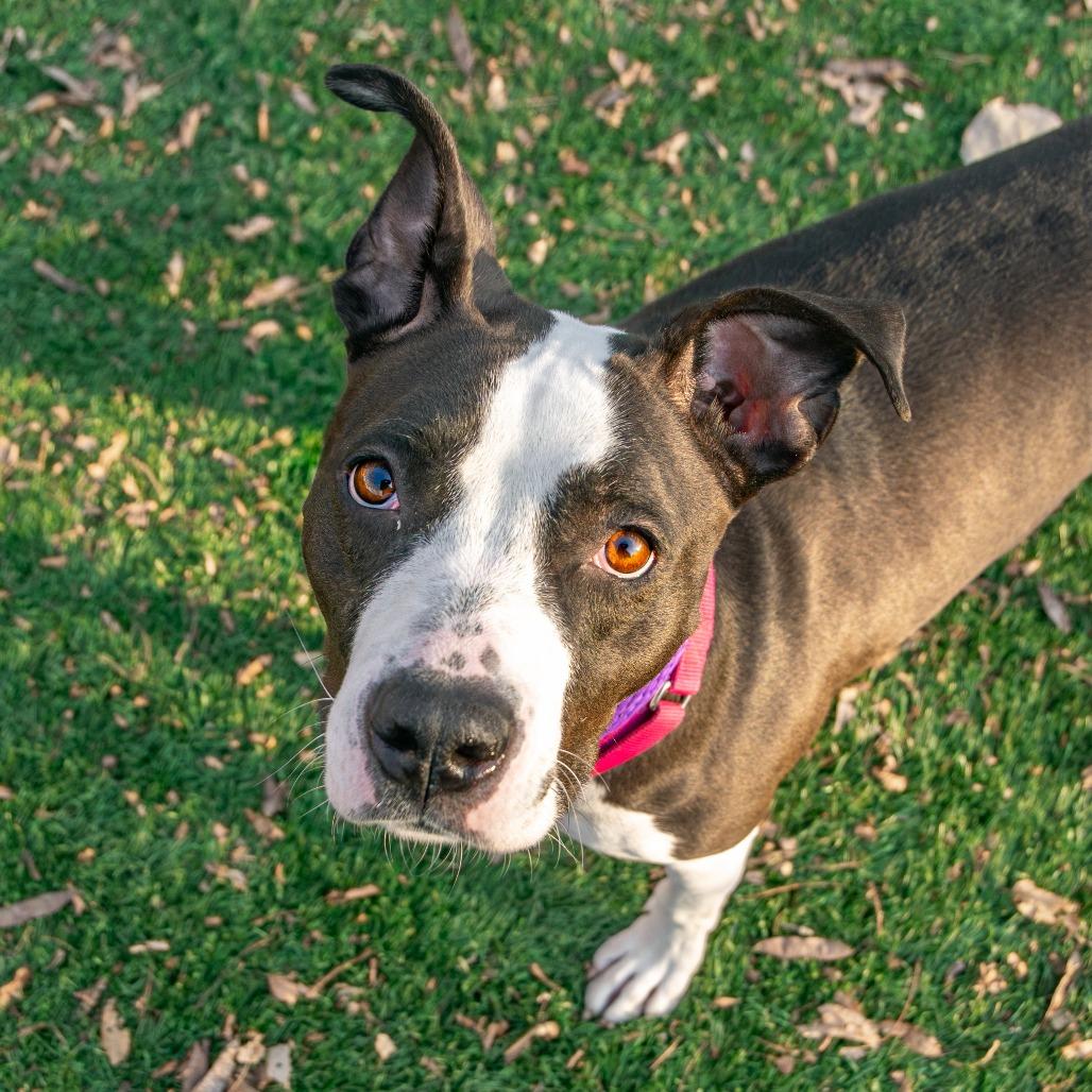 Boise, a Adoptable Mixed Breed in Saint Charles, MO image 3/6