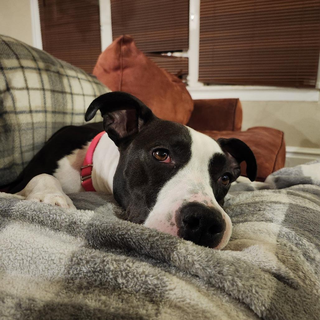 Enlarge Boise, a Adoptable Mixed Breed in Saint Charles, MO image 5/6