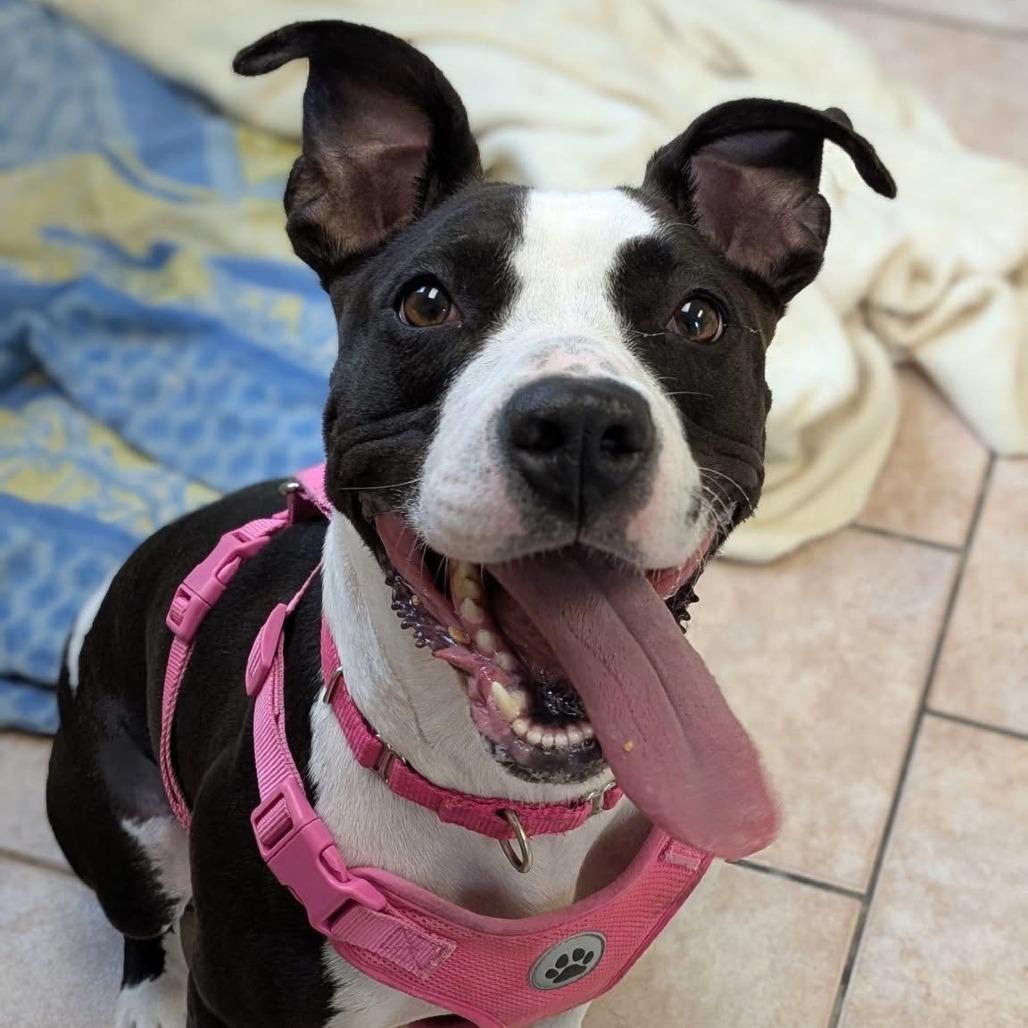 Enlarge Boise, a Adoptable Mixed Breed in Saint Charles, MO image 5/6