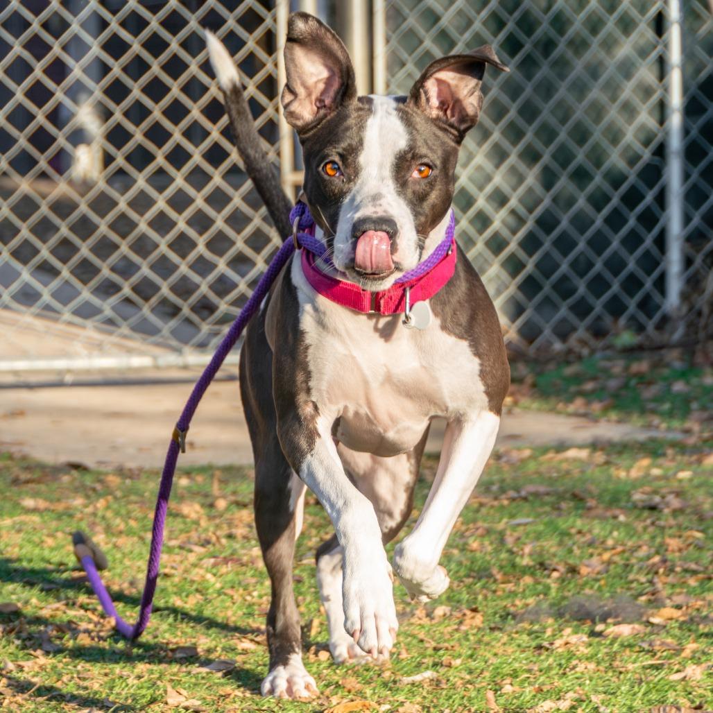 Enlarge Boise, a Adoptable Mixed Breed in Saint Charles, MO image 6/6
