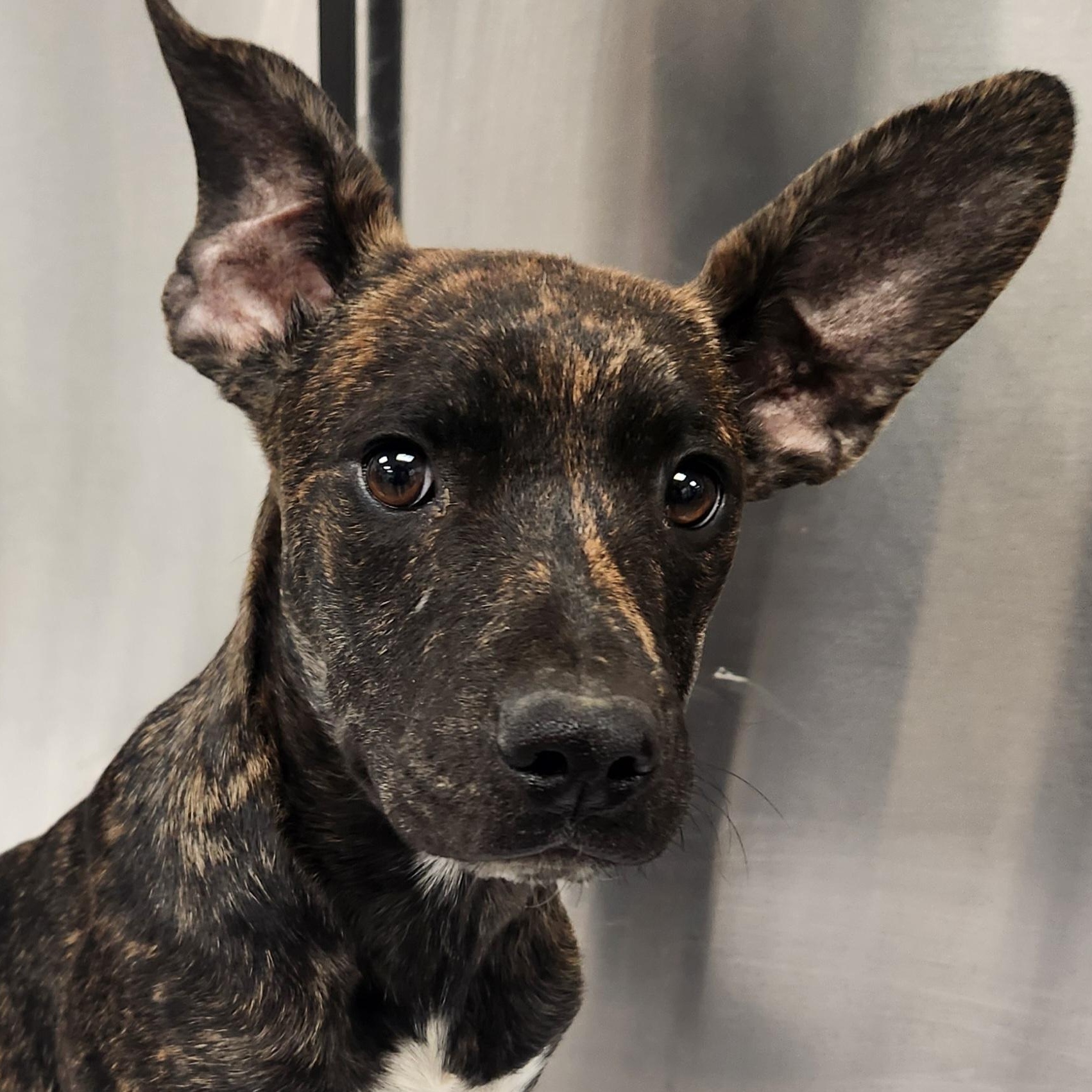 Bindi, an adopted mixed breed in Woburn, MA image 1/5