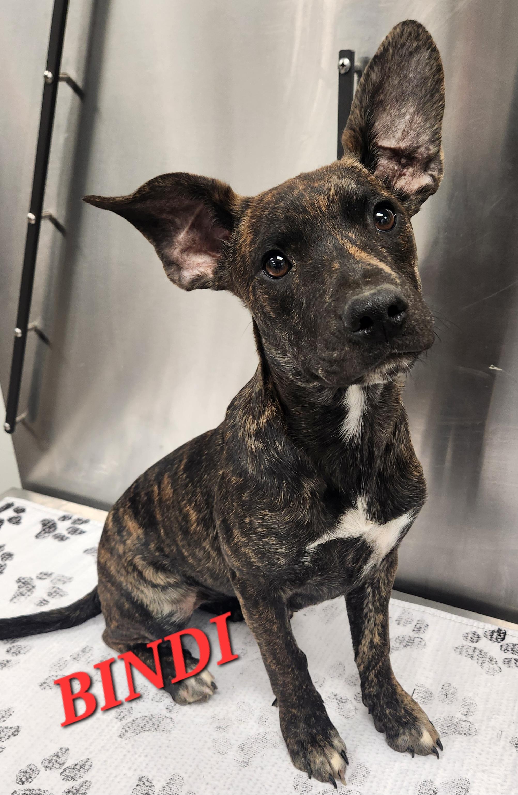 Bindi, an adopted mixed breed in Woburn, MA image 5/5