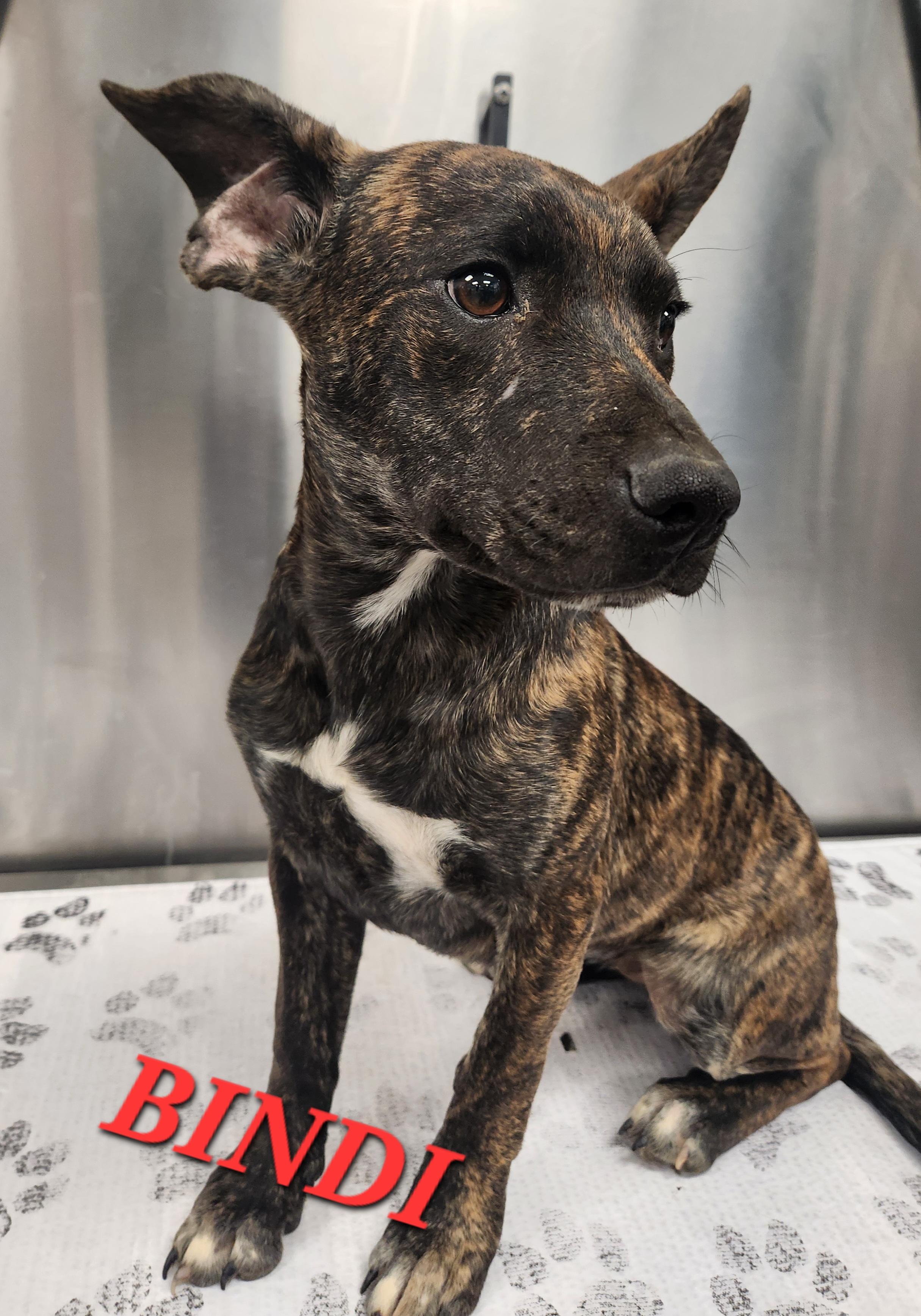 Bindi, an adopted mixed breed in Woburn, MA image 4/5