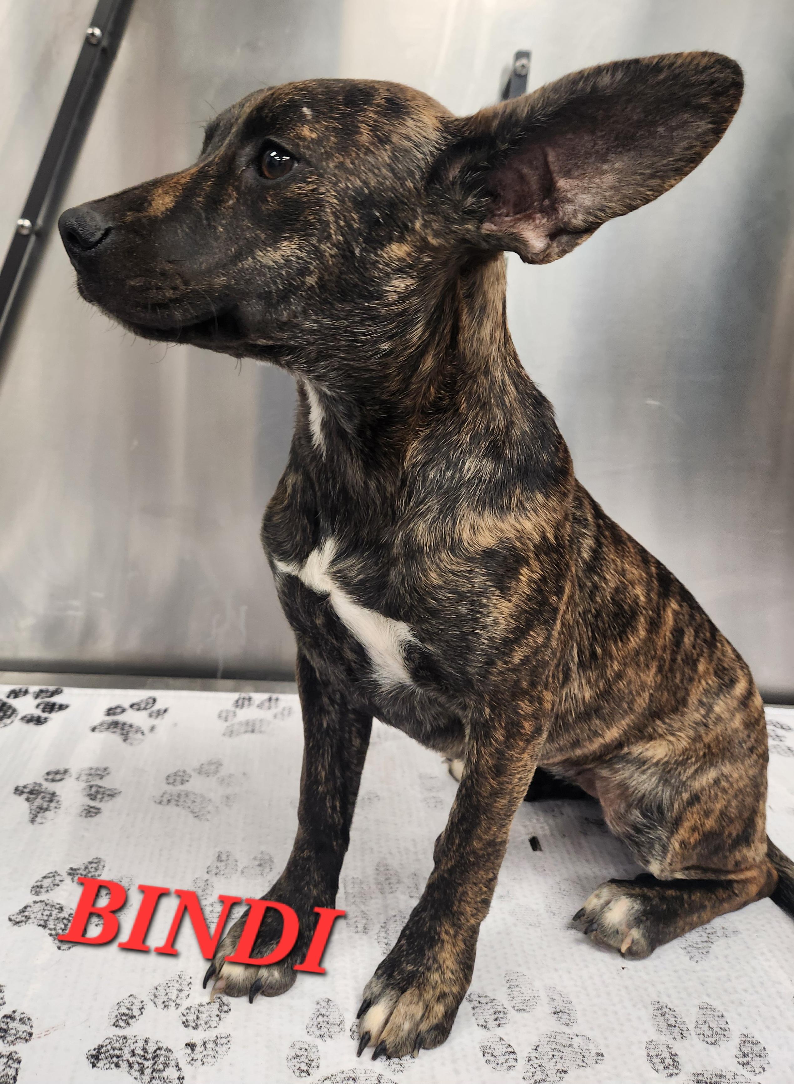 Bindi, an adopted mixed breed in Woburn, MA image 2/5