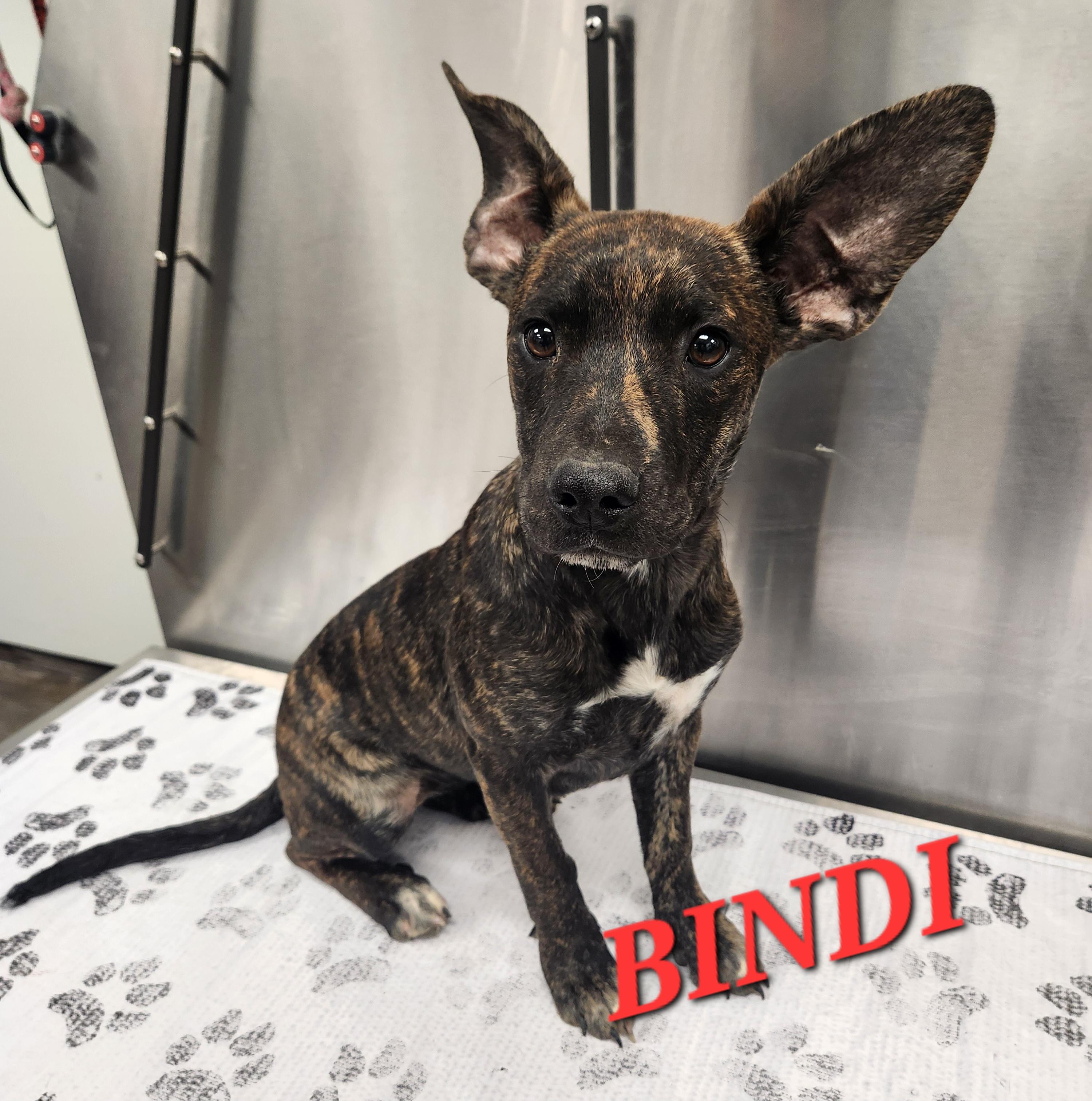 Bindi, an adopted mixed breed in Woburn, MA image 3/5