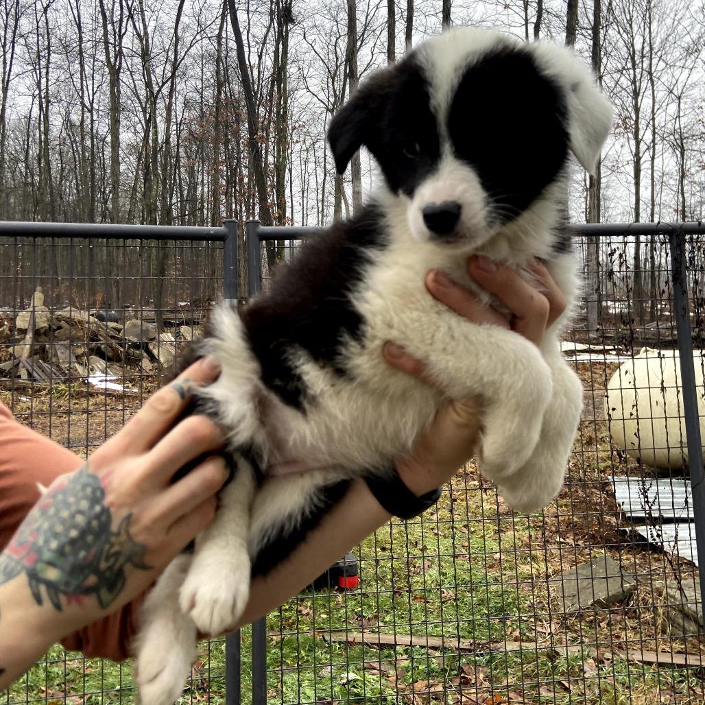 Enlarge Sugar, a Adoptable mixed breed in Southington, OH image 1/2