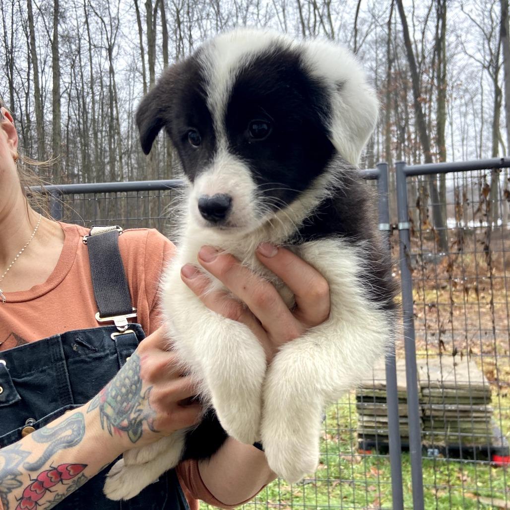 Enlarge Sugar, a Adoptable mixed breed in Southington, OH image 2/2