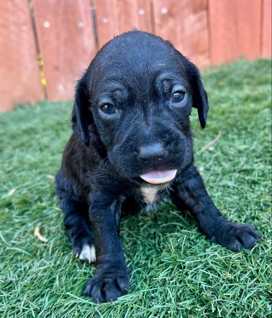 Enlarge Susie, a Adoptable mixed breed in El Cajon, CA image 2/3