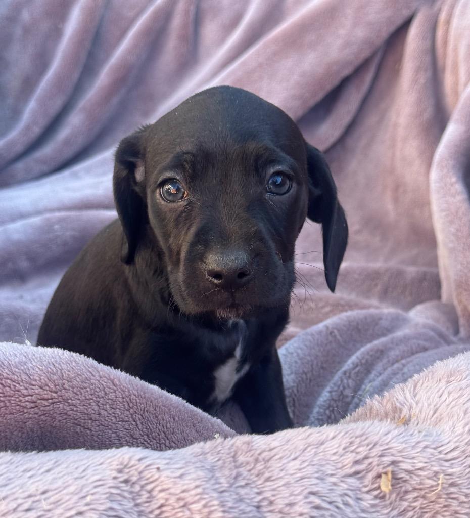 Enlarge Susie, a Adoptable mixed breed in El Cajon, CA image 3/3