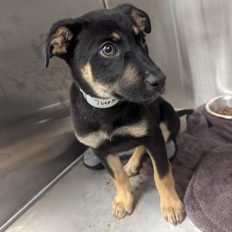 Magnolia, Adoptable, Adult Female German Shepherd Dog & Cattle Dog.