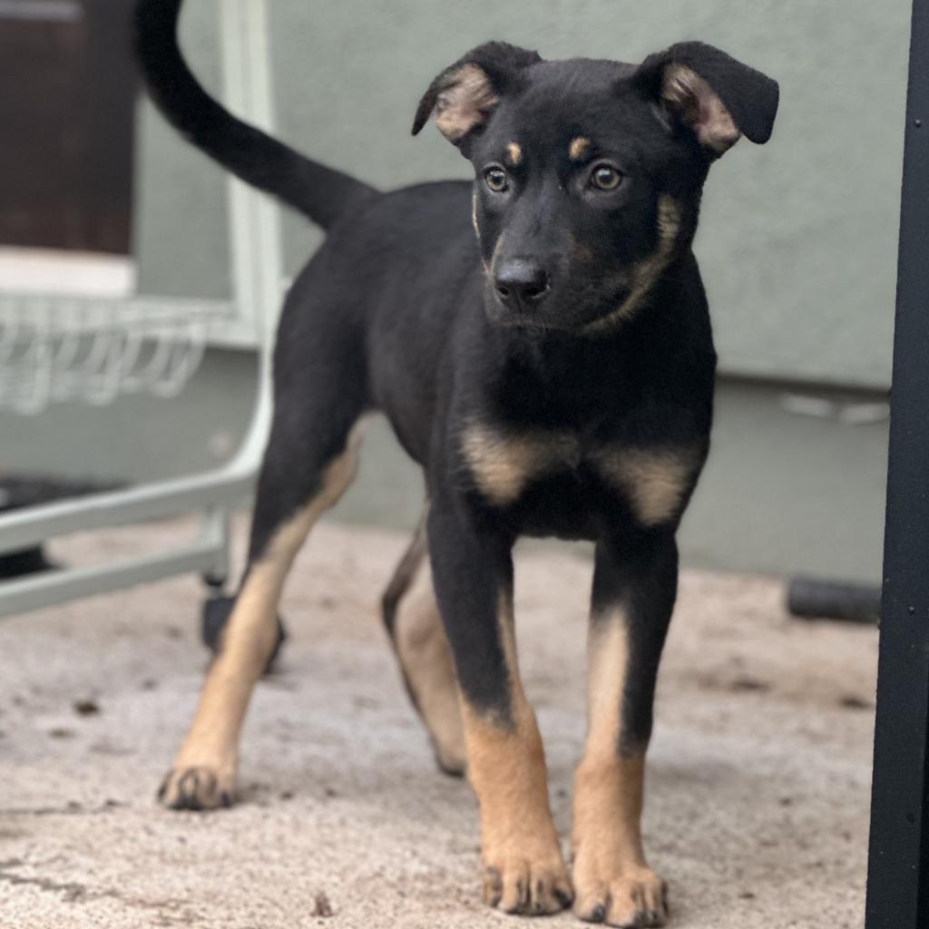 Magnolia, a Adoptable mixed breed in Phoenix, AZ image 2/4