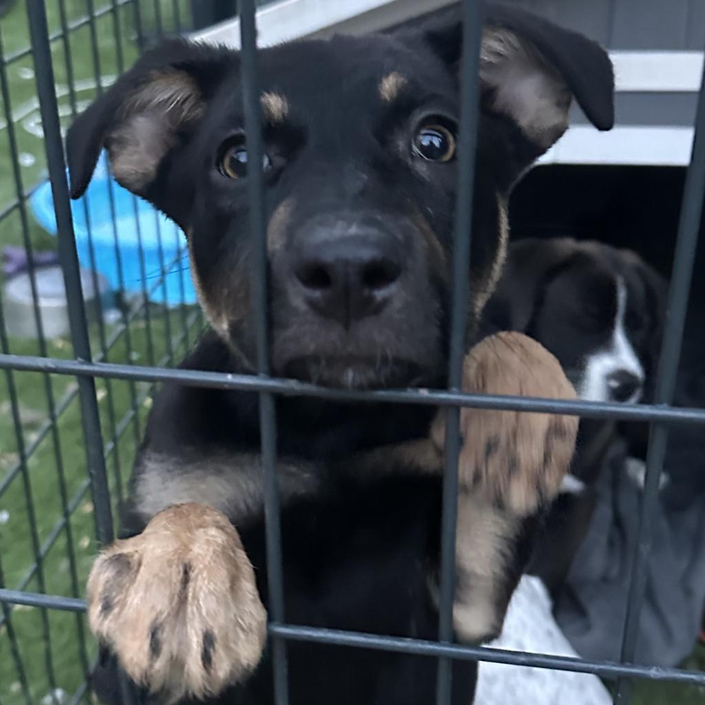 Magnolia, a Adoptable mixed breed in Phoenix, AZ image 4/4