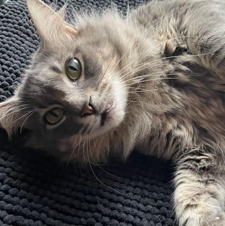 Enlarge Smokey, a Adoptable mixed breed in Aberdeen, WA image 1/6