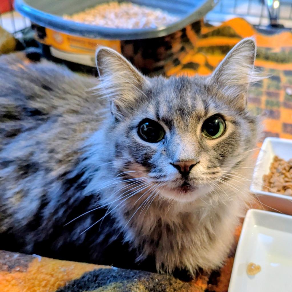 Enlarge Smokey, a Adoptable mixed breed in Aberdeen, WA image 2/6