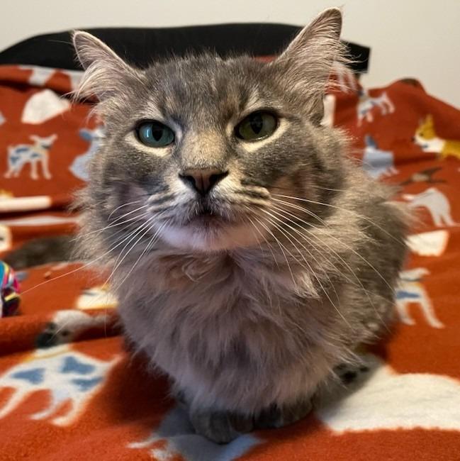 Enlarge Smokey, a Adoptable mixed breed in Aberdeen, WA image 3/6