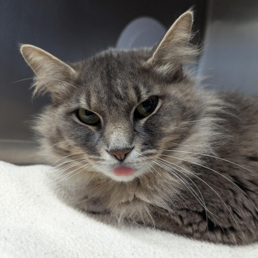 Enlarge Smokey, a Adoptable mixed breed in Aberdeen, WA image 4/6