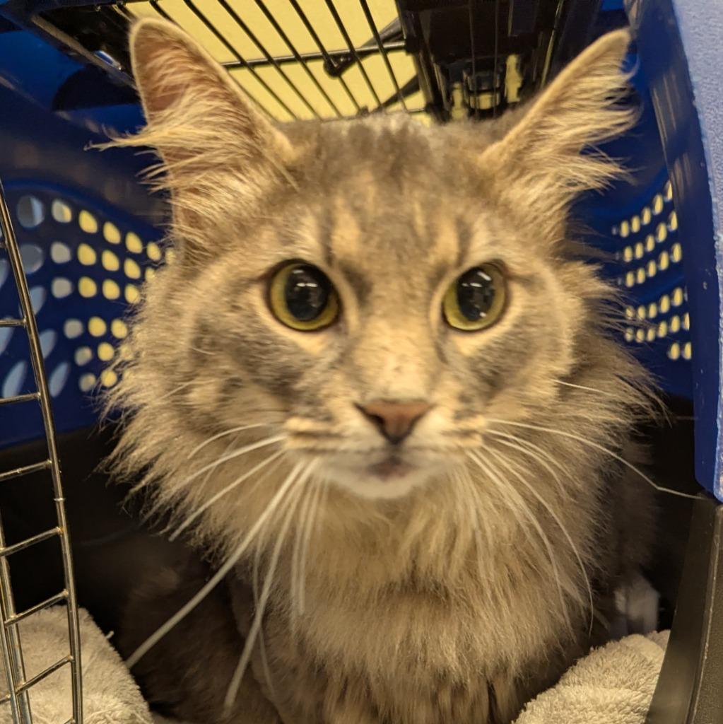 Enlarge Smokey, a Adoptable mixed breed in Aberdeen, WA image 5/6