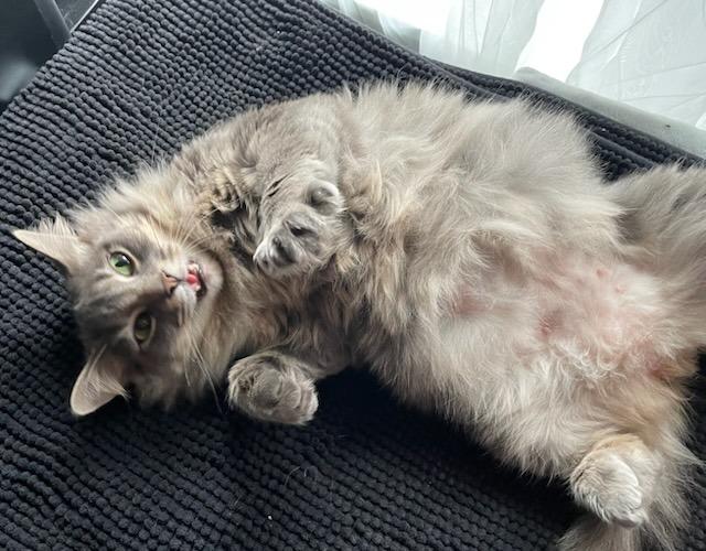 Enlarge Smokey, a Adoptable mixed breed in Aberdeen, WA image 6/6