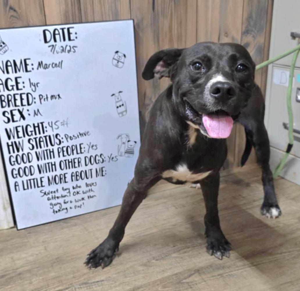 Marcell, Adoptable, Young Male Pit Bull Terrier.