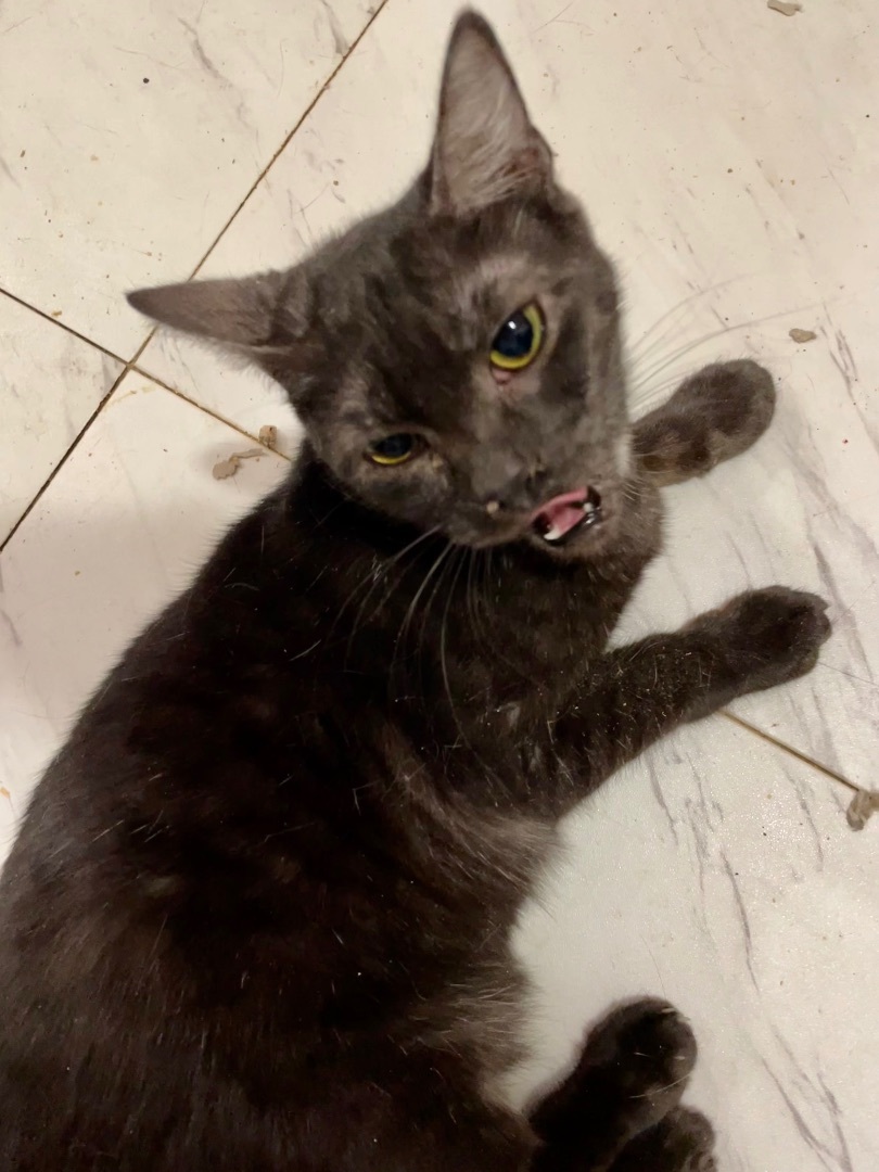 Hershey, an adoptable American Shorthair, Domestic Short Hair in New Orleans, LA, 70175 | Photo Image 1
