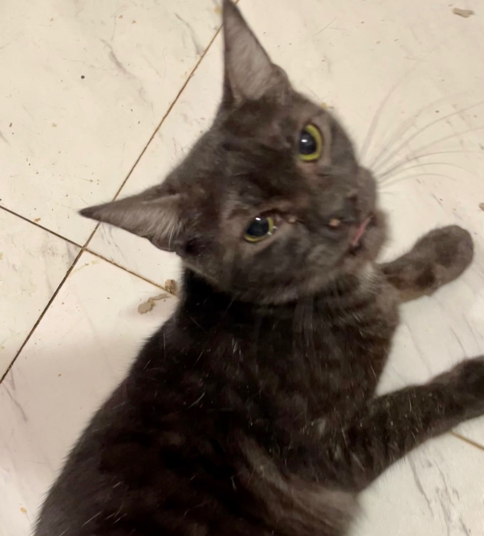 Hershey, an adoptable American Shorthair, Domestic Short Hair in New Orleans, LA, 70175 | Photo Image 2
