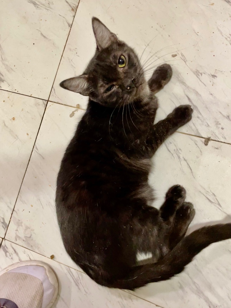 Hershey, an adoptable American Shorthair, Domestic Short Hair in New Orleans, LA, 70175 | Photo Image 4