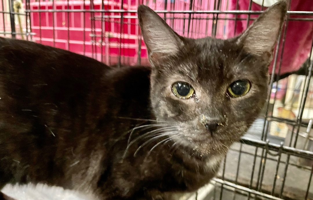 Hershey, an adoptable American Shorthair, Domestic Short Hair in New Orleans, LA, 70175 | Photo Image 5