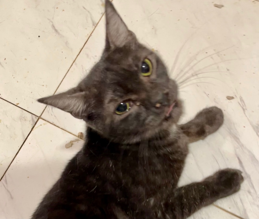 Hershey, an adoptable American Shorthair, Domestic Short Hair in New Orleans, LA, 70175 | Photo Image 3