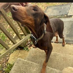 Mary, Adoptable, Adult Female Doberman Pinscher.