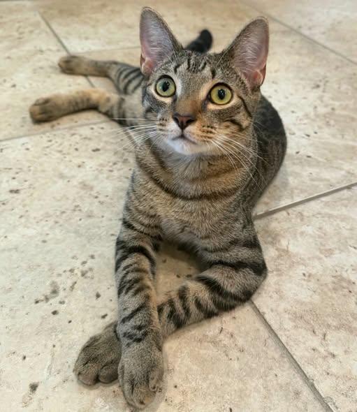 Enlarge Orpheus, a Adoptable Domestic Short Hair in Baton Rouge, LA image 1/1