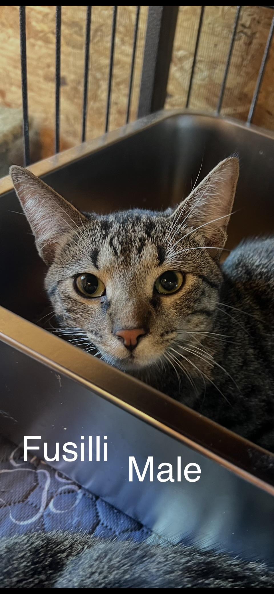 Fusilli, Adoptable, Kitten Male Domestic Short Hair.