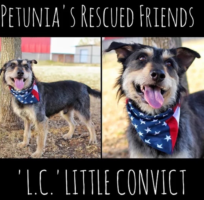 Enlarge L.C. - Little Convict, a Adoptable mixed breed in Castroville, TX image 2/2