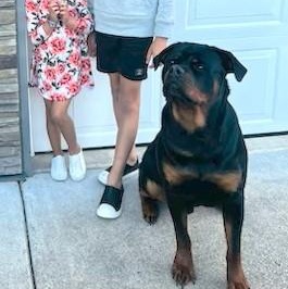 Saber, an adoptable Rottweiler in Redmond, WA image 5/6