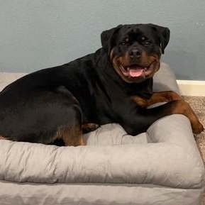 Saber, an adoptable Rottweiler in Redmond, WA image 2/6