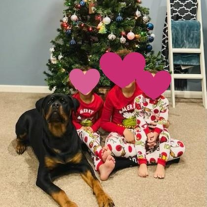 Saber, an adoptable Rottweiler in Redmond, WA image 6/6