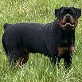 Saber, an adoptable Rottweiler in Redmond, WA image 3/6