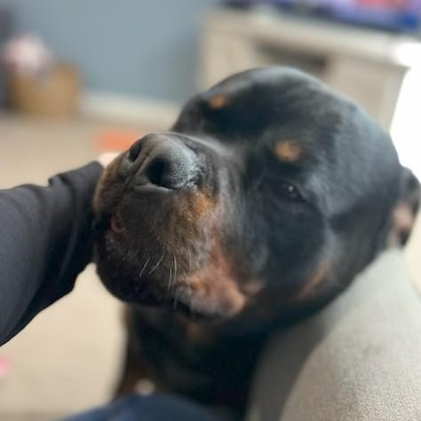 Saber, an adoptable Rottweiler in Redmond, WA image 4/6