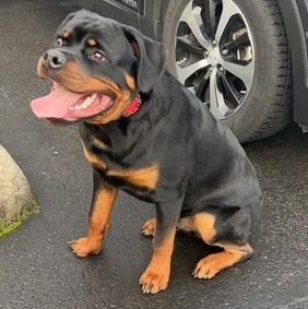Saber, an adoptable Rottweiler in Redmond, WA image 1/6