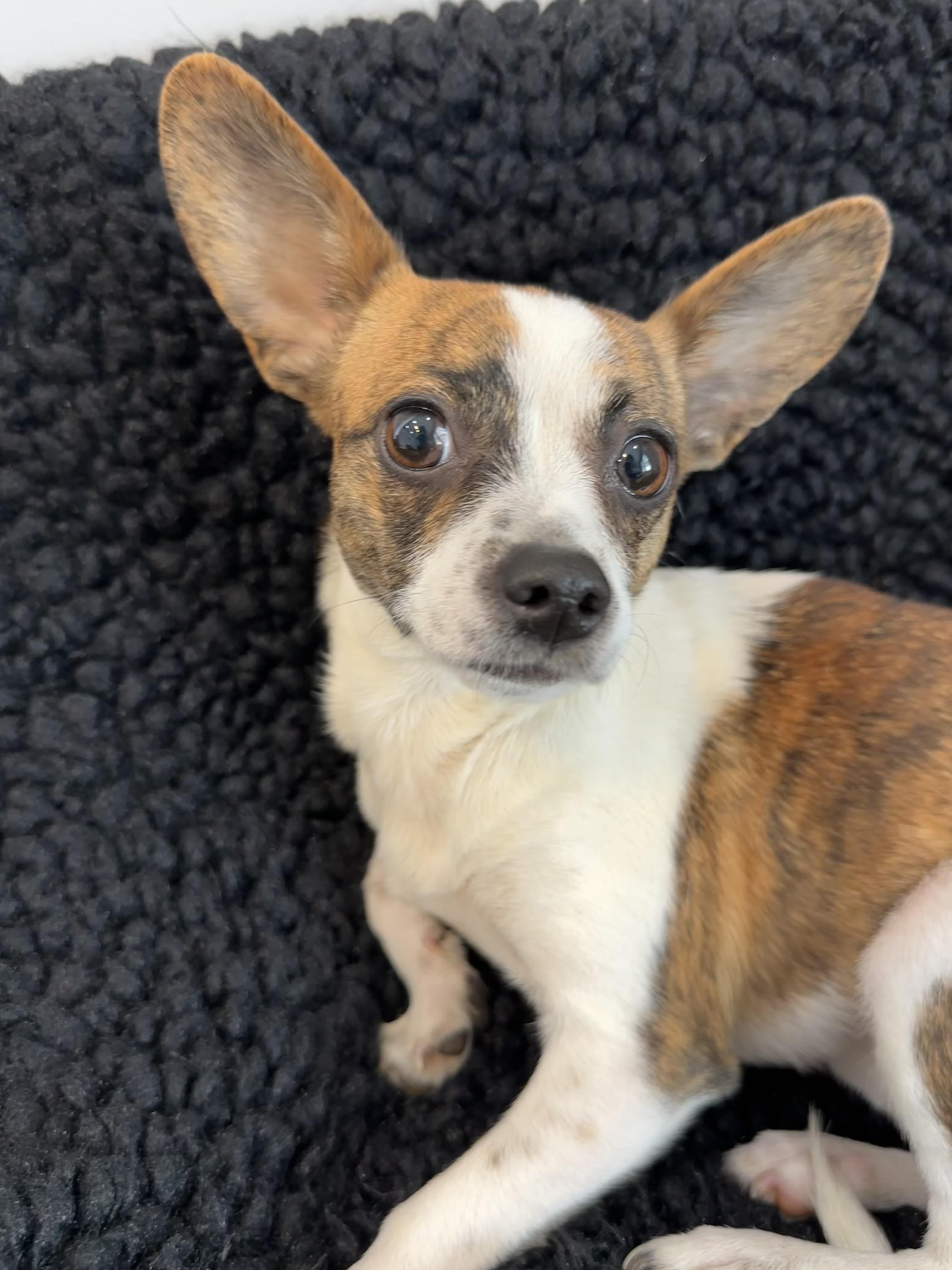 Enlarge Fern, an adopted mixed breed in Lawrenceville, GA image 4/4