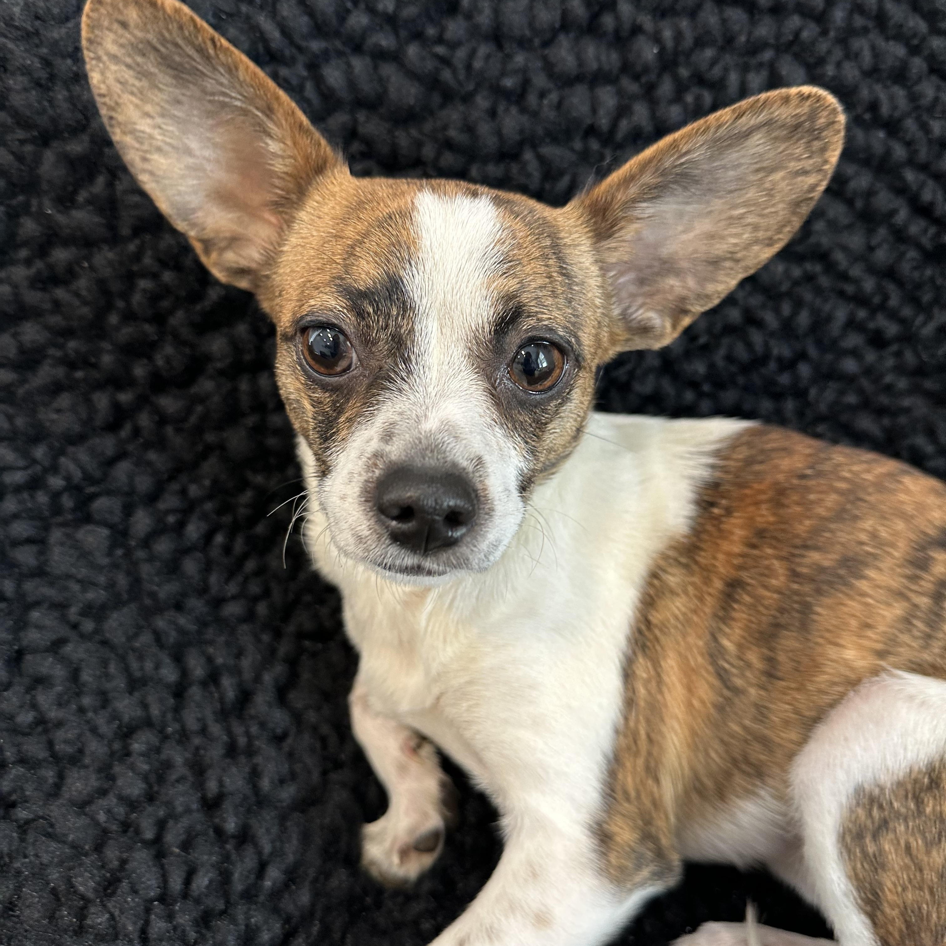 Fern, adopted, Young Female Chihuahua.